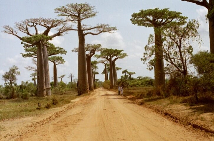 Five worthwhile tourist attractions to visit in Madagascar