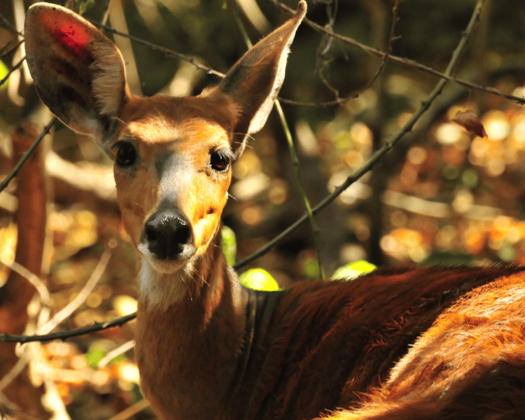 Five things to do in Rubondo Island National Park