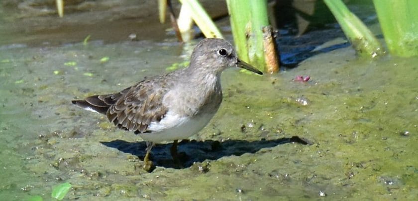 South Africa’s third largest twitch - the Temminck’s Stint