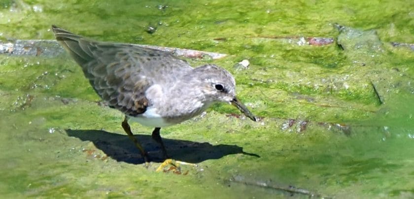 South Africa’s third largest twitch - the Temminck’s Stint