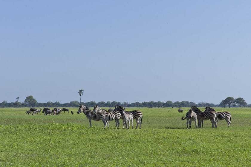 Three reasons why you should visit the Hwange National Park during the green season