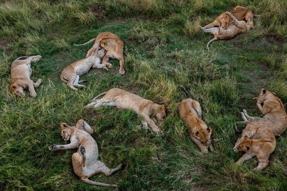 Five MustSee Camps for African Big Cat Safaris Discover Africa