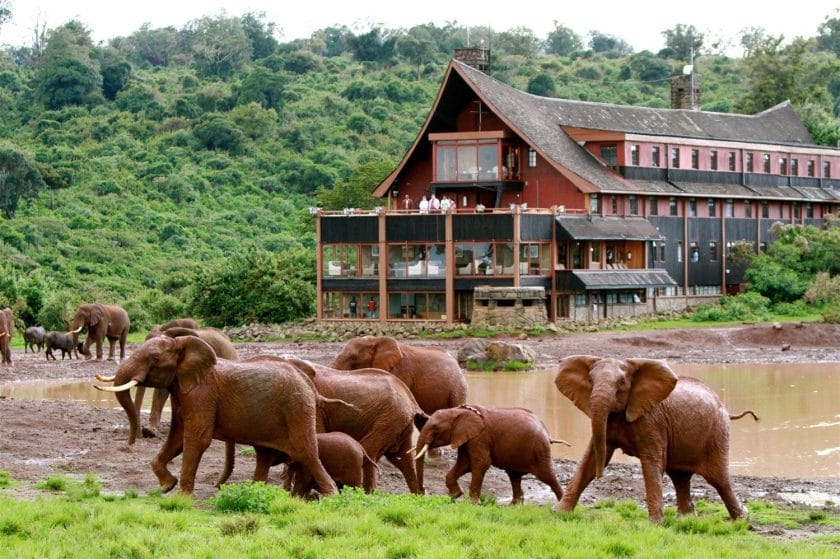 The Most Majestic Lodges for Spotting Wildlife in Aberdare National Park