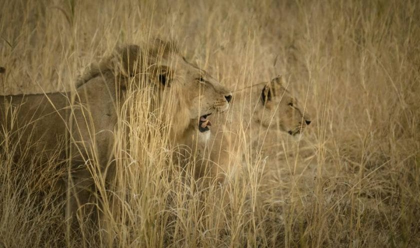 Nine Unforgettable camps to see the Big Five in Tanzania