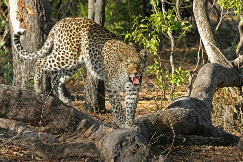 Five must-see camps for big cat safaris in Africa