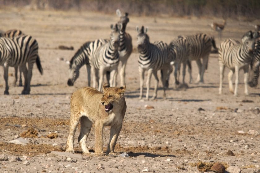 Five must-see camps for big cat safaris in Africa
