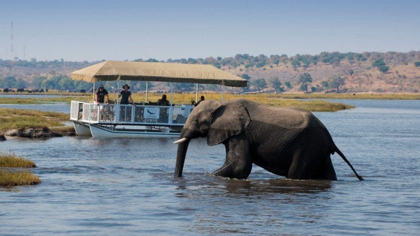 Elephant crosses a river in Botswana.