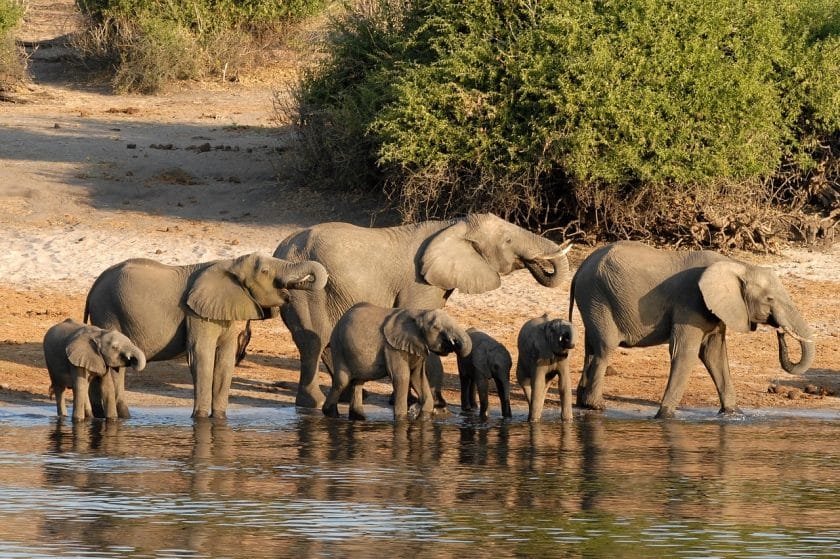 An elephant herd drinks from a river in Botswana.