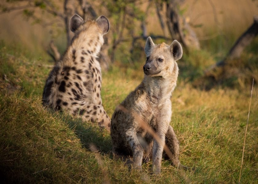 Two spotted hyenas in Botswana.
