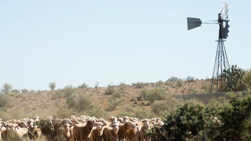 Flock of Sheep in The Karoo