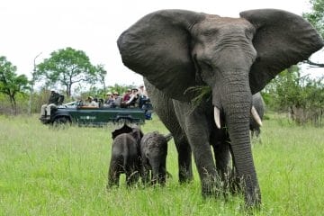 africa safari sud
