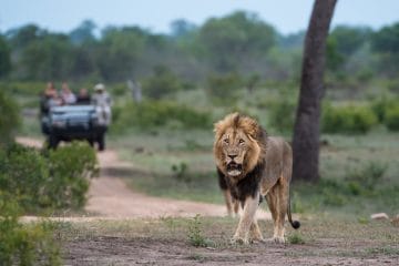 wildlife safari in south africa