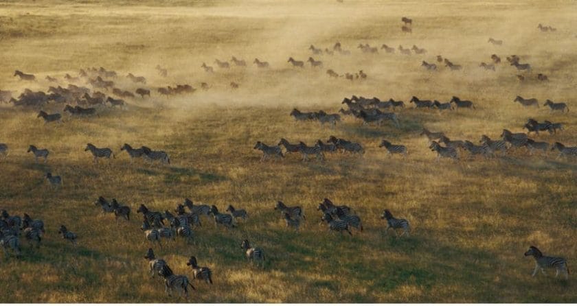 Africa actually hosts two great animal migrations