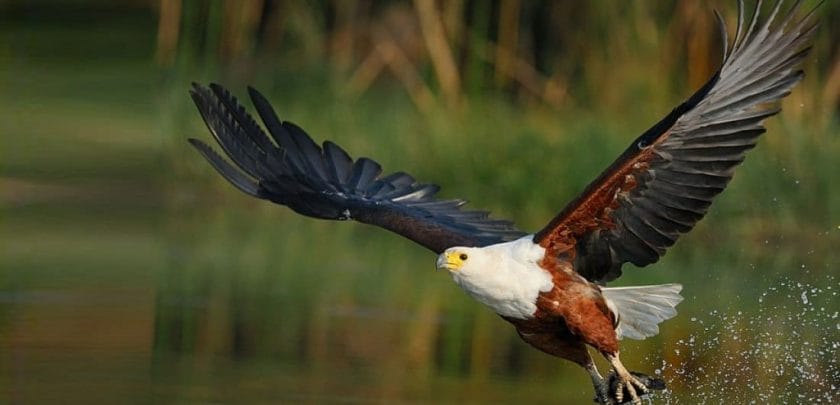 Five Birds to look out for on the Okavango