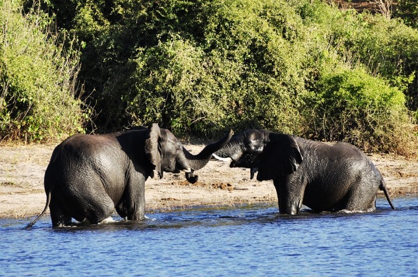 Five of the most memorable experiences on the Chobe