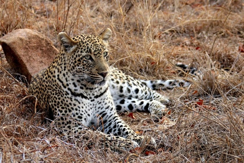 From Sabi Sands to the Zambezi: Why the journey of a lifetime is well worth the price
