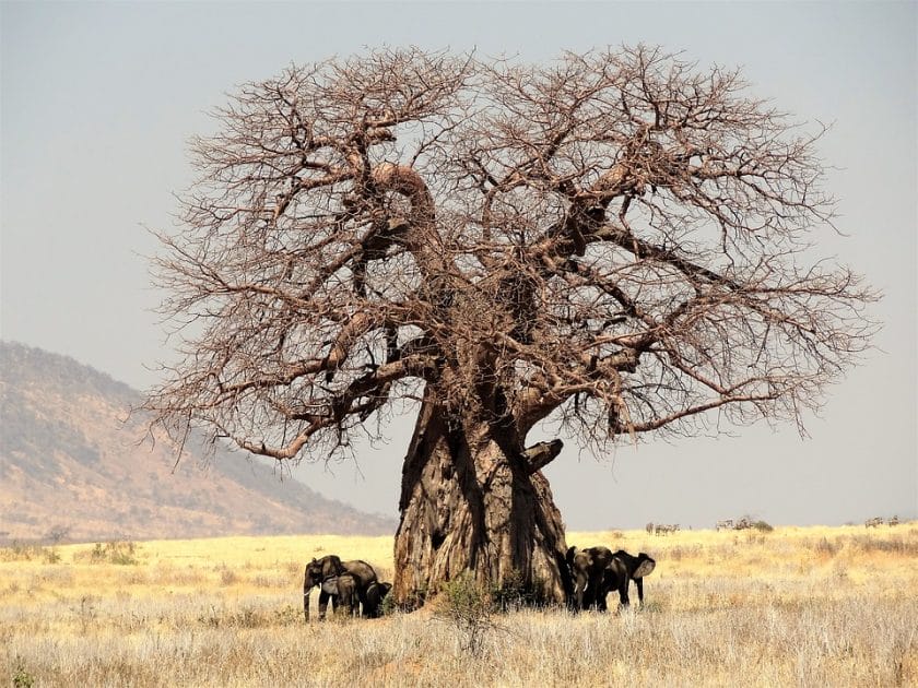 In Search of the Baobab Tree