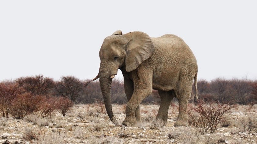 Large elephant in Namibia.