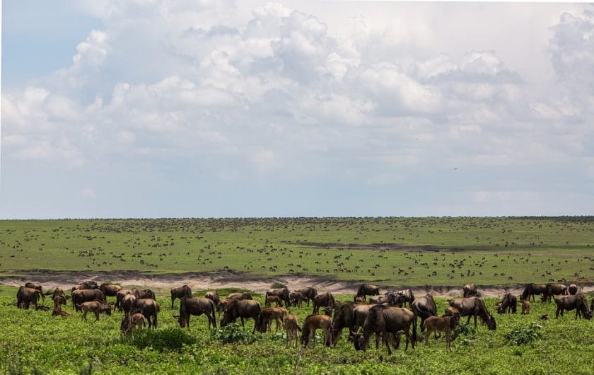 One reason why your African Migration adventure should start with a safari expert