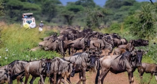 One reason why your African Migration adventure should start with a safari expert