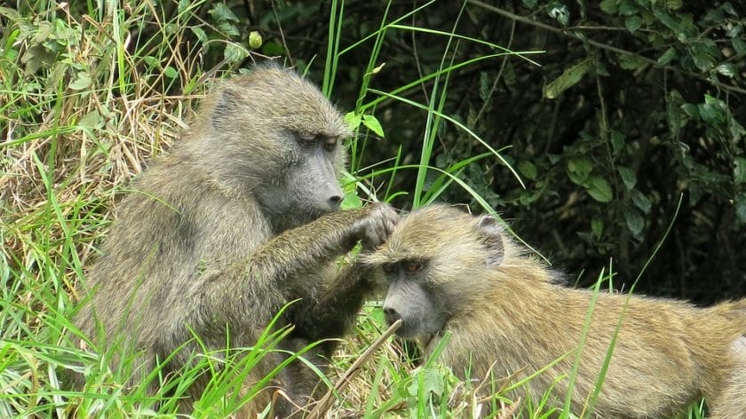 The Wonders of Arusha National Park