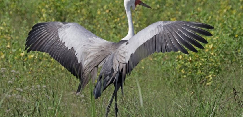 Five Birds to look out for on the Okavango