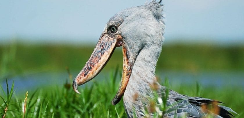 What in the world is a Shoebill?