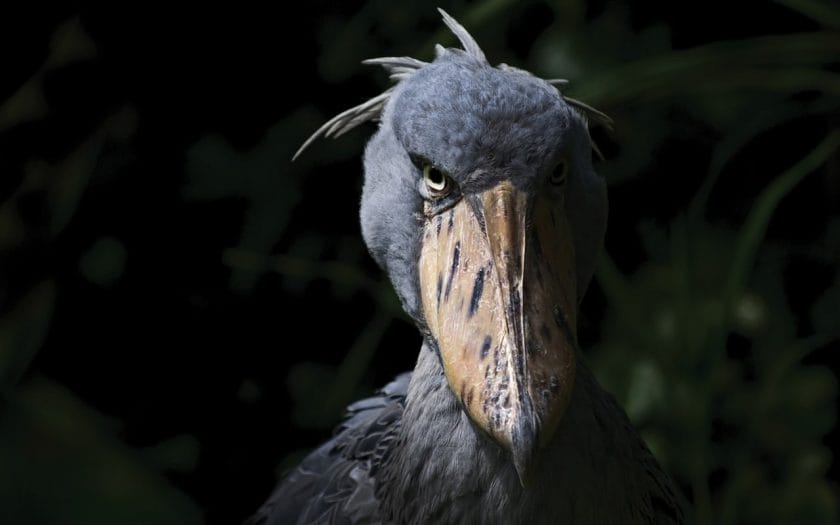 What in the world is a Shoebill?