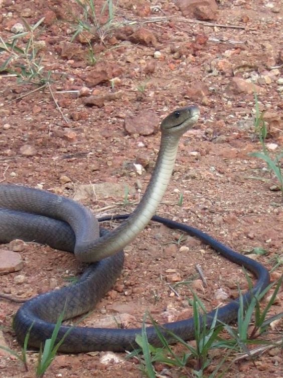 Five frightful African snakes that are really quite beautiful