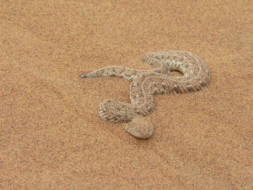 Five frightful African snakes that are really quite beautiful