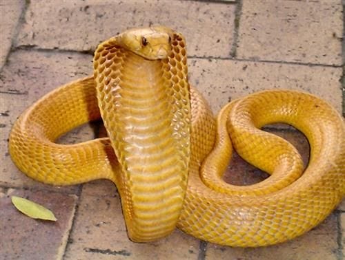 Yellow Cobra Animal Facts