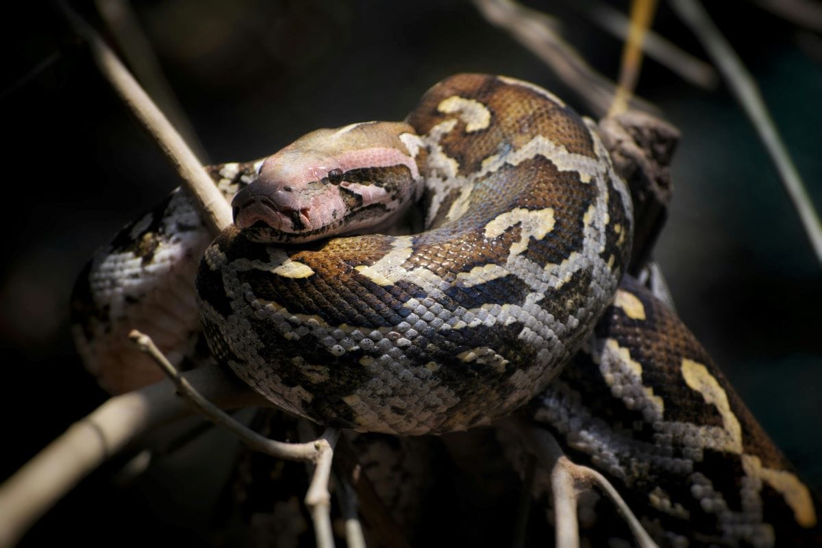 5 Frightful African Snakes That Are Really Quite Beautiful