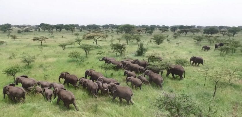 kruger national park safari south africa drone above elephant herds