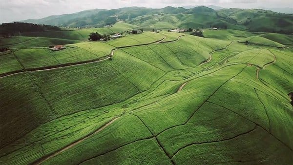 Rwanda: A Look at Africa’s Tea Capital