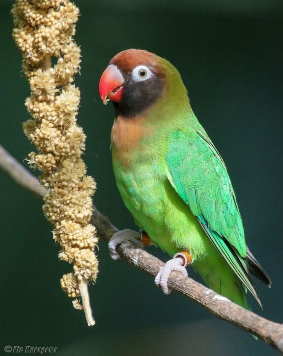 The Zambian lovebird that made its way into our homes