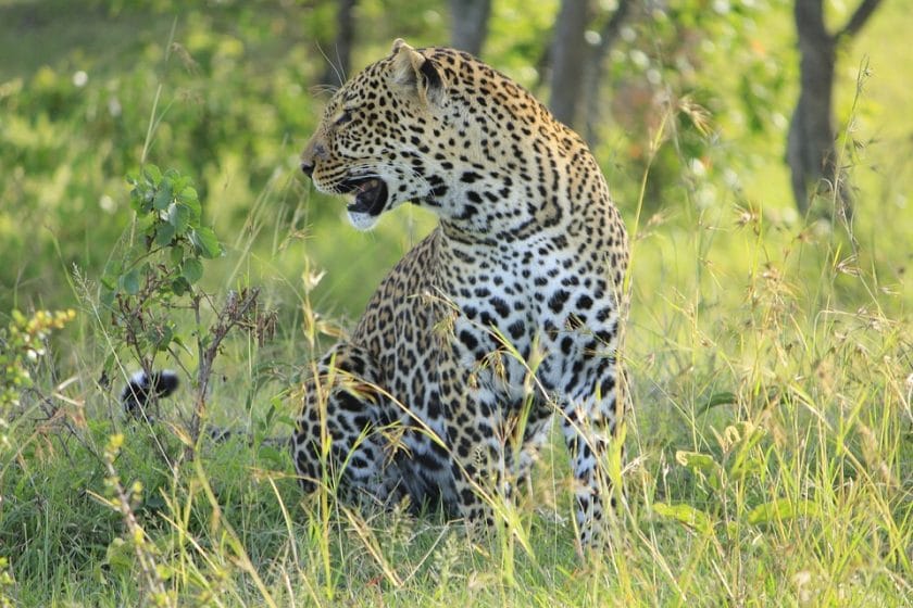 Leopard in Kenya.