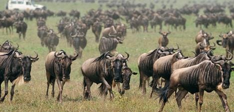 ndutu-safari-lodge-migration