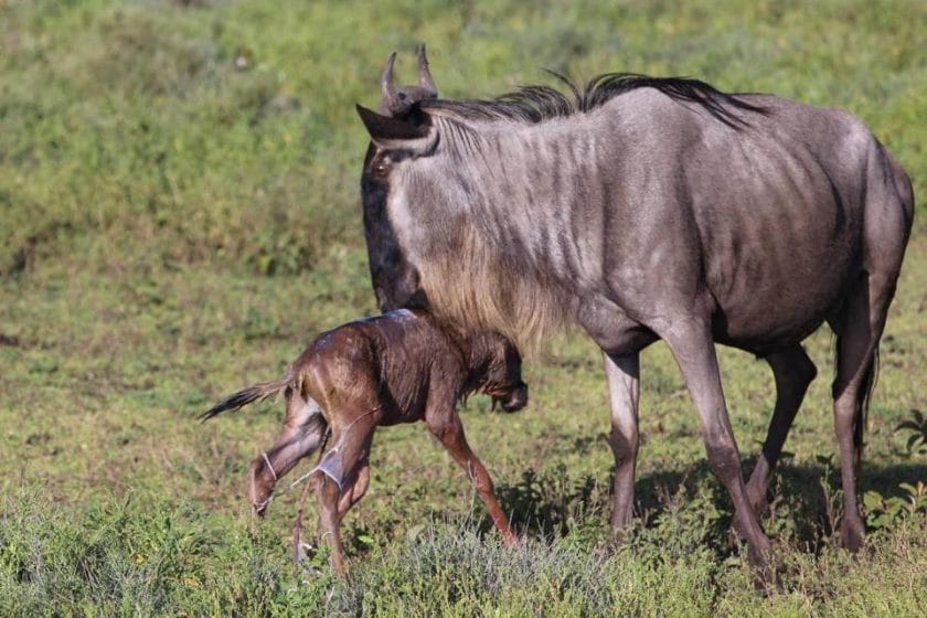 serengeti-calving-season