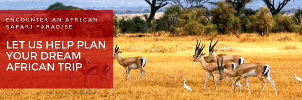 botswana safari in africa