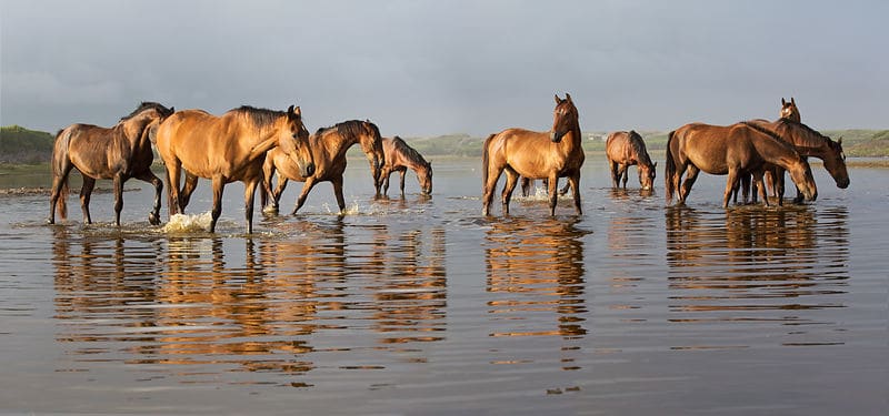 The wild horses of the Overberg