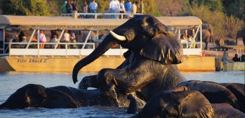chobe river botswana safari private boating elephant