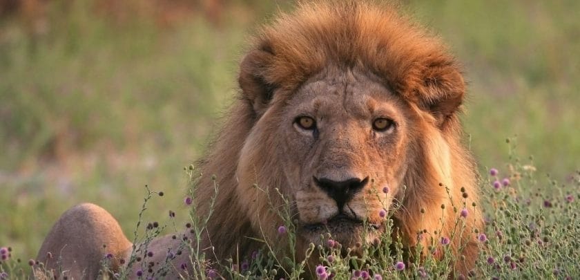 lion moremi game reserve okavango delta safari