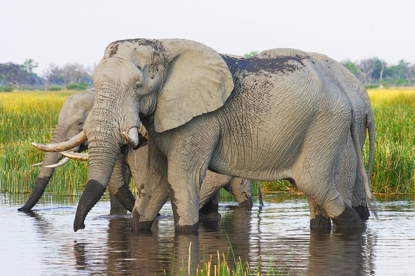 Seven questions you may have about a Botswana safari, answered