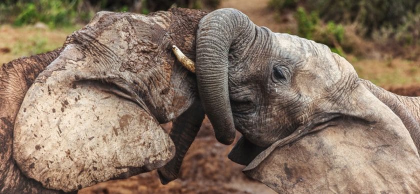 Elephants in Addo Elephant National Park, South Africa.