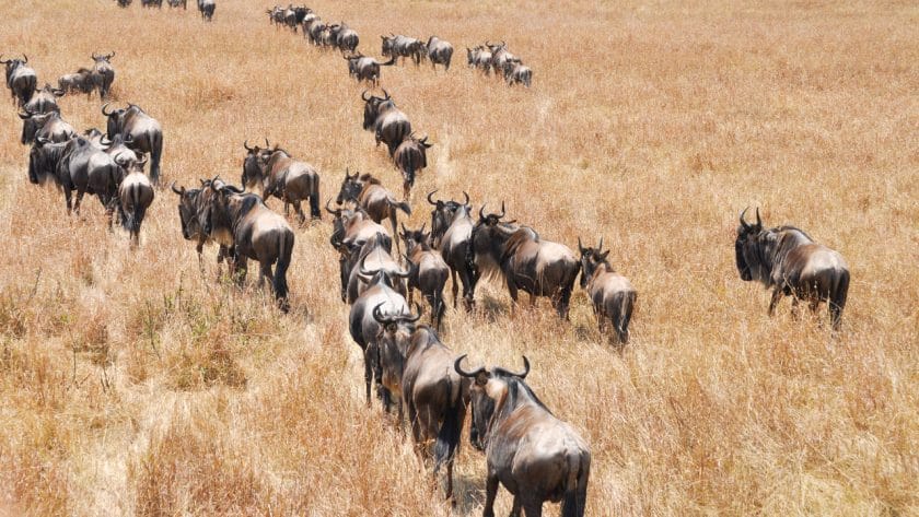 Wildebeest herd in Masai Mara, Kenya.