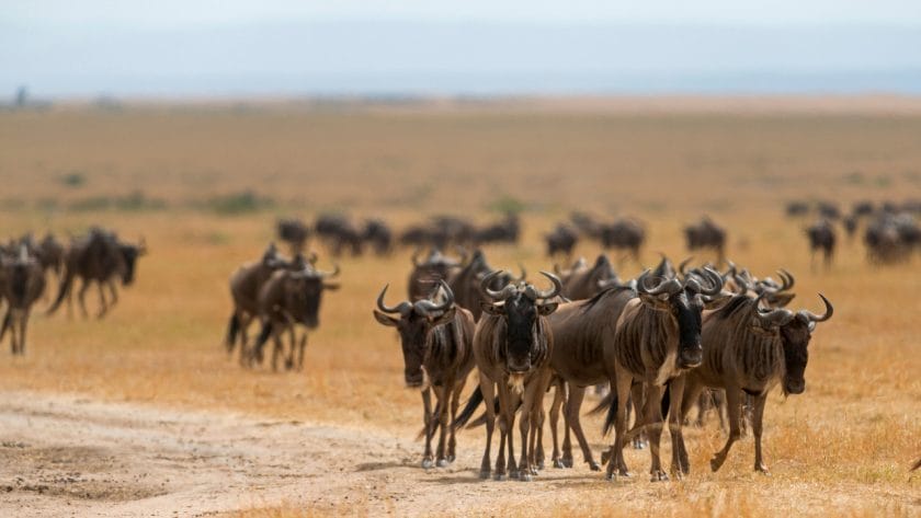 Herd of wildebeest in Masai Mara, Kenya.