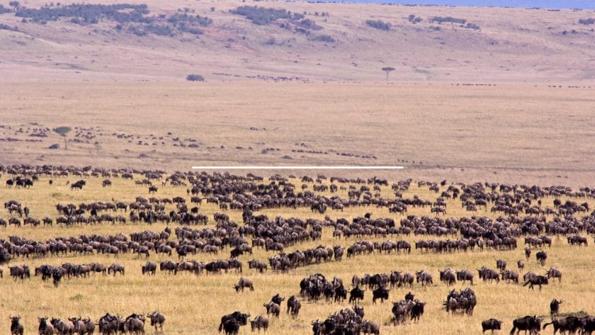 Large wildebeest herd on the plains of Masai Mara, Kenya.