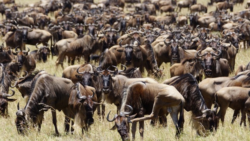 Herd of wildebeest grazing in Masai Mara, Kenya.