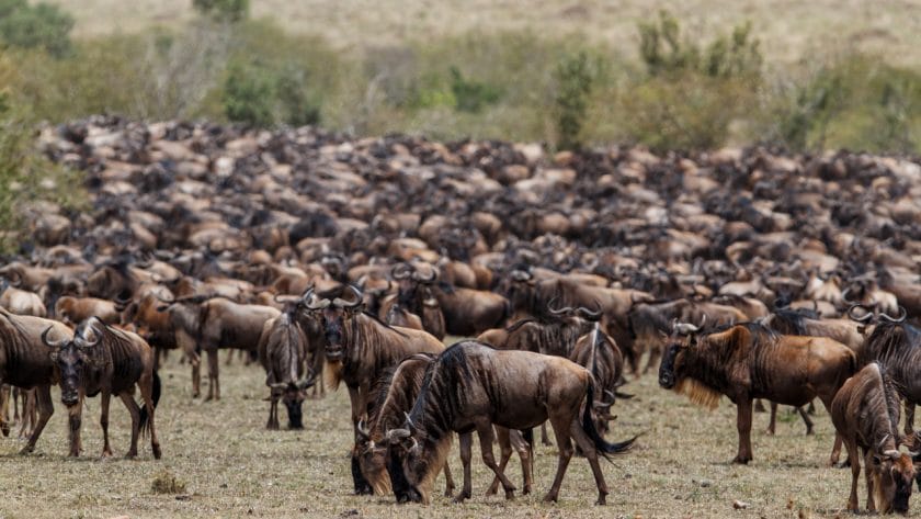 Large herd of wildebeest in Masai Mara, Kenya.