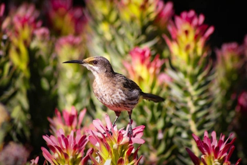 Close up of the Cape Sugarbird in the Garden Route, South Africa